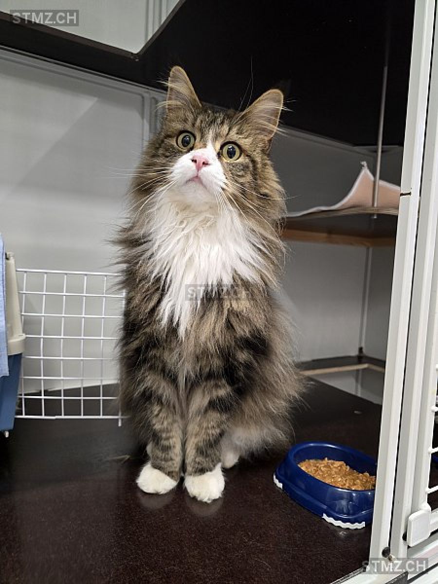 Gefunden: Katze im Raum 8222 Beringen (SH)