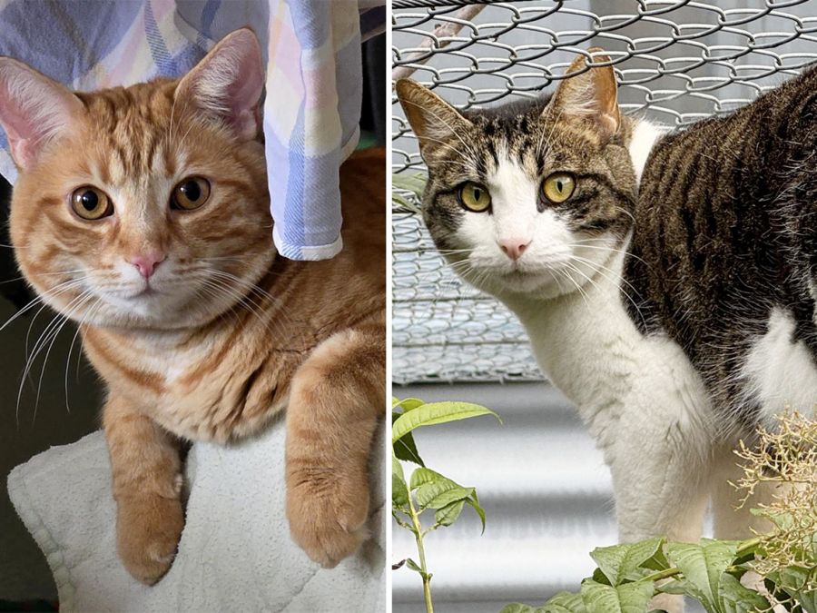 Findus & Nudle