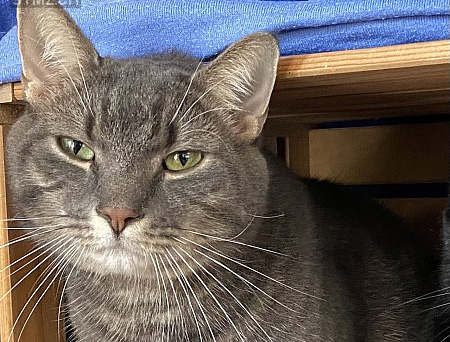 Vermisst: Katze im Raum 8524 Uesslingen (TG)