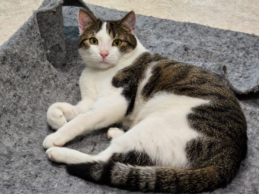 Minou