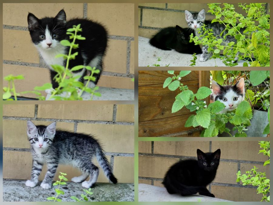 9 Kitten (Paarweise abzugeben)