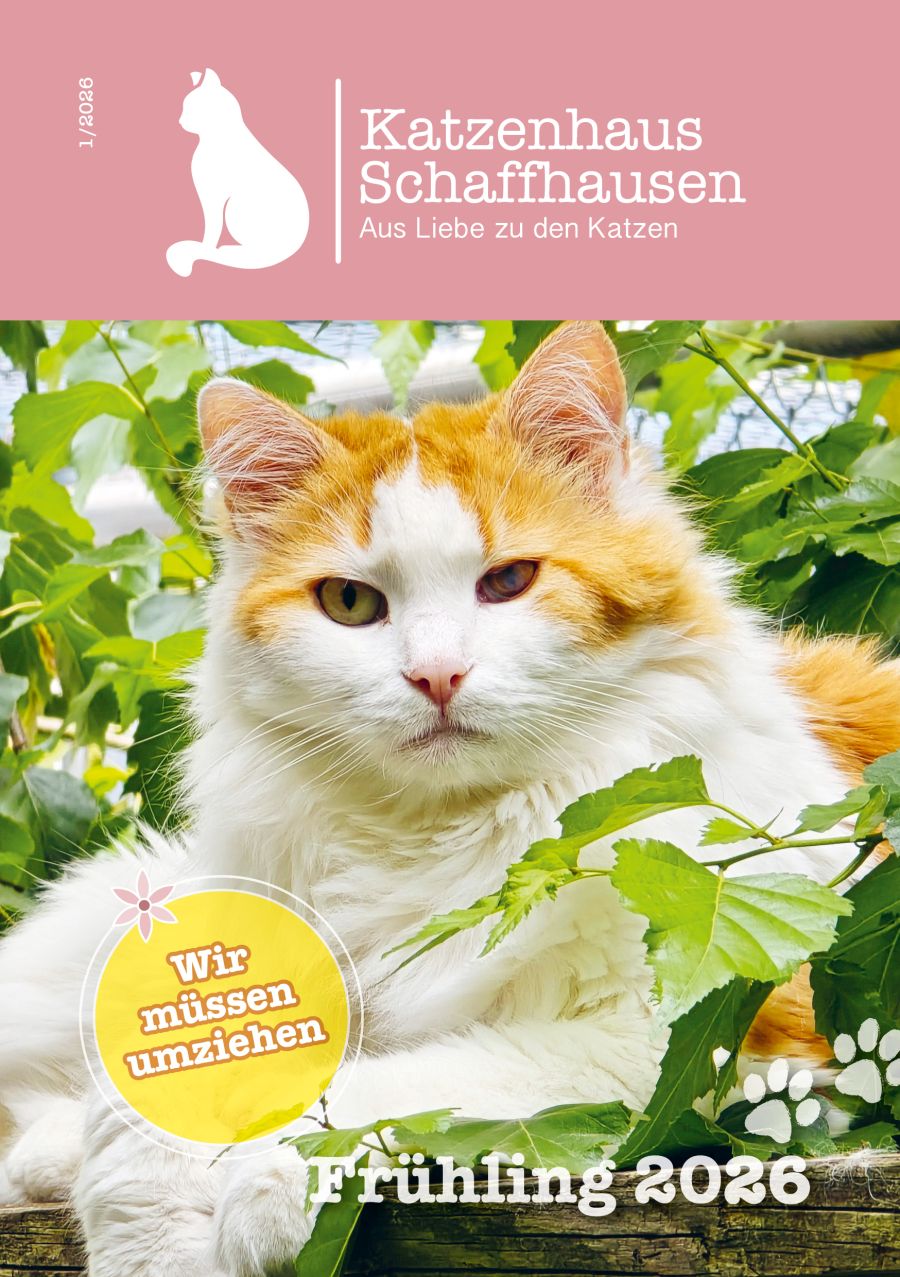 Katzenhaus-Post «Frühling 2026» ist da