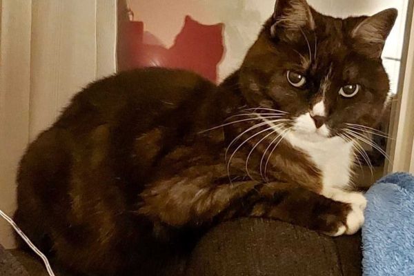 Vermisst: Katze im Raum 79807 Lottstetten (DE)