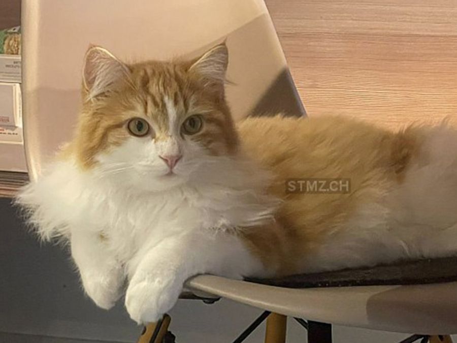 Vermisst: Katze im Raum 8231 Hemmental (SH)