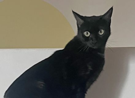Aradia (DIREKTVERMITTLUNG)