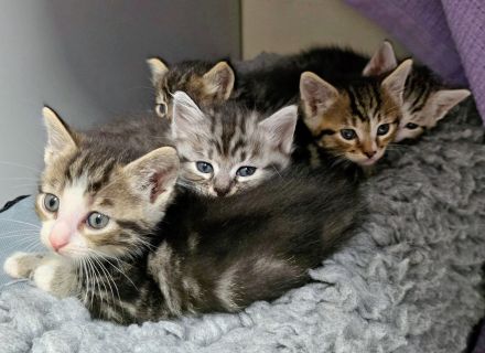 Fünf Kitten ***ALLE SIND RESERVIERT***