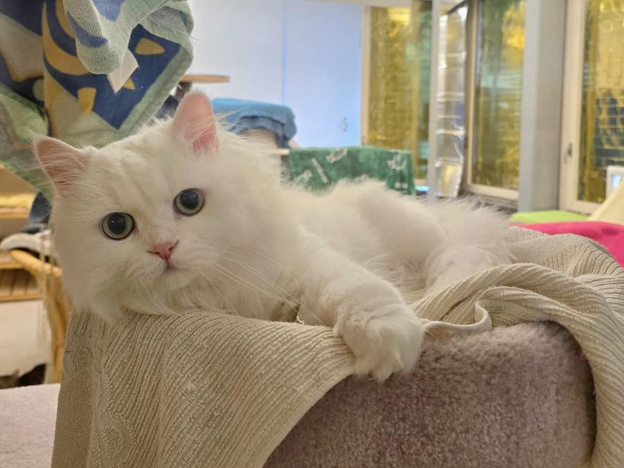 Pamuk
