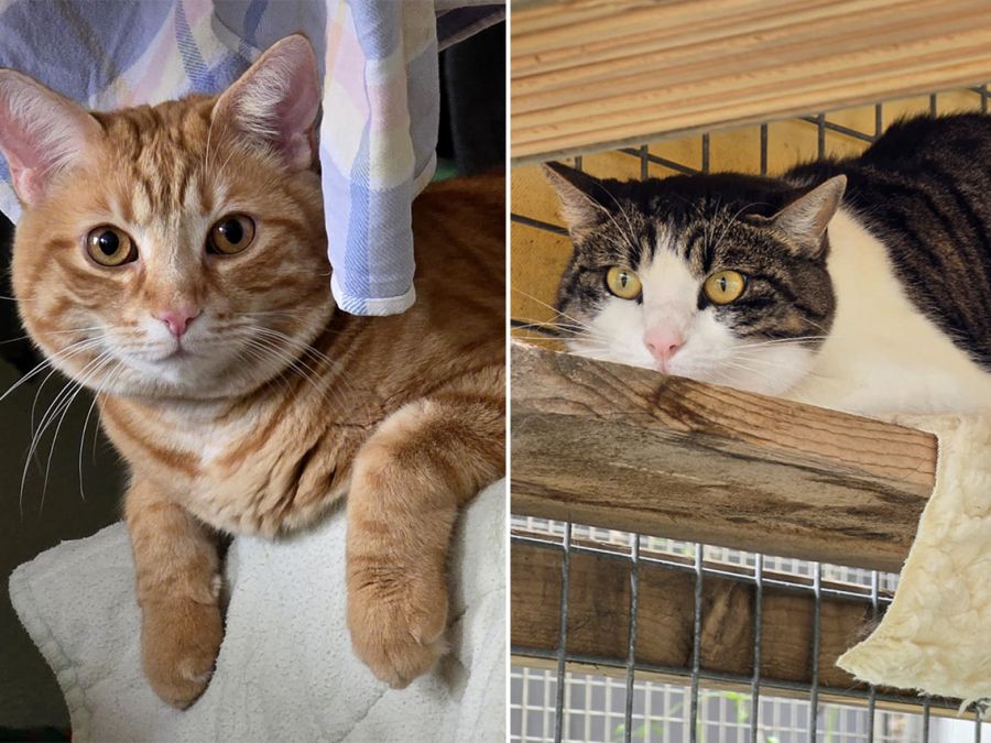 Findus & Nudle