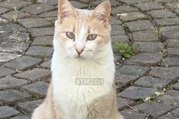 Gefunden: Katze im Raum 8212 Neuhausen am Rheinfall (SH)