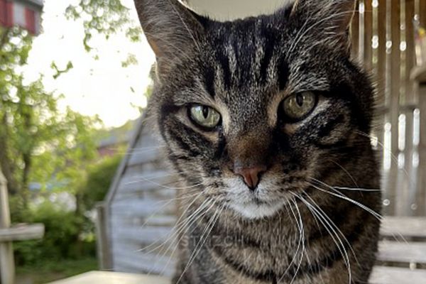 Vermisst: Katze im Raum 8236 Büttenhardt (SH)