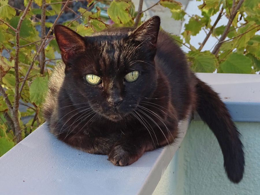Luna (DIREKTVERMITTLUNG)