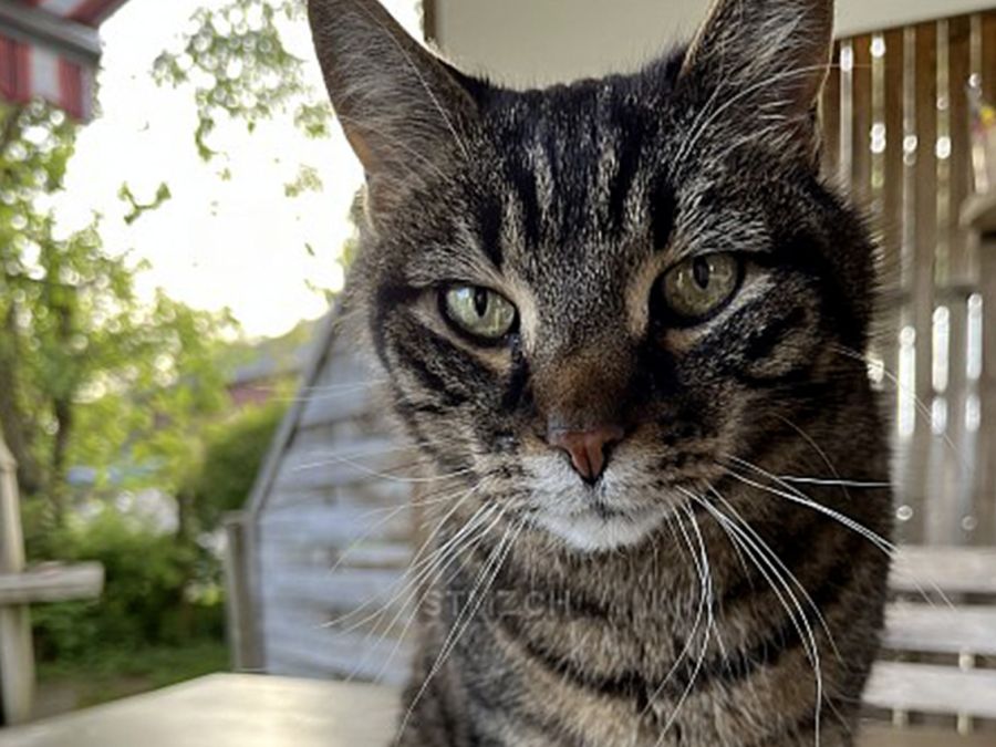 Vermisst: Katze im Raum 8236 Büttenhardt (SH)