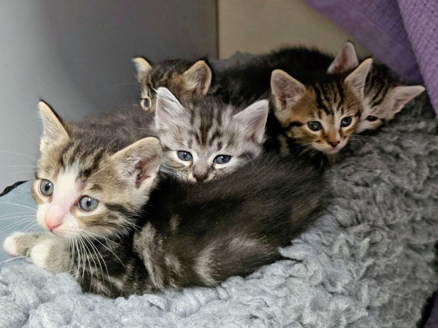 Fünf Kitten ***ALLE SIND RESERVIERT***