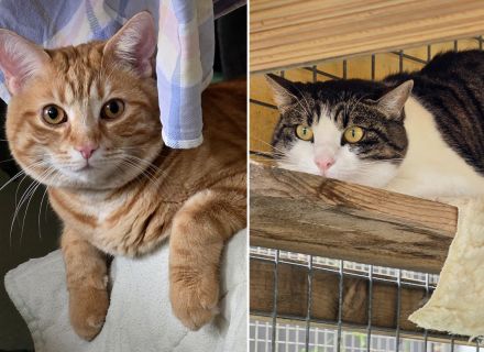 Findus & Nudle
