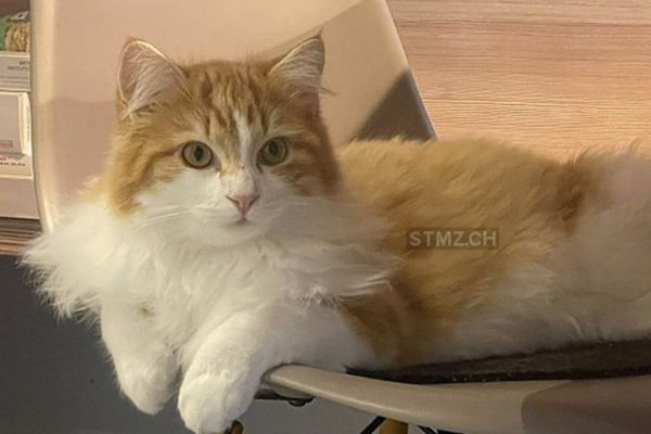 Vermisst: Katze im Raum 8231 Hemmental (SH)