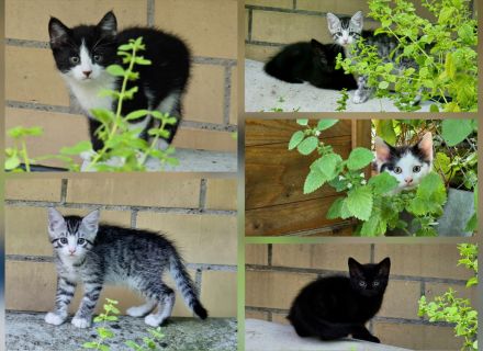 9 Kitten (Paarweise abzugeben)