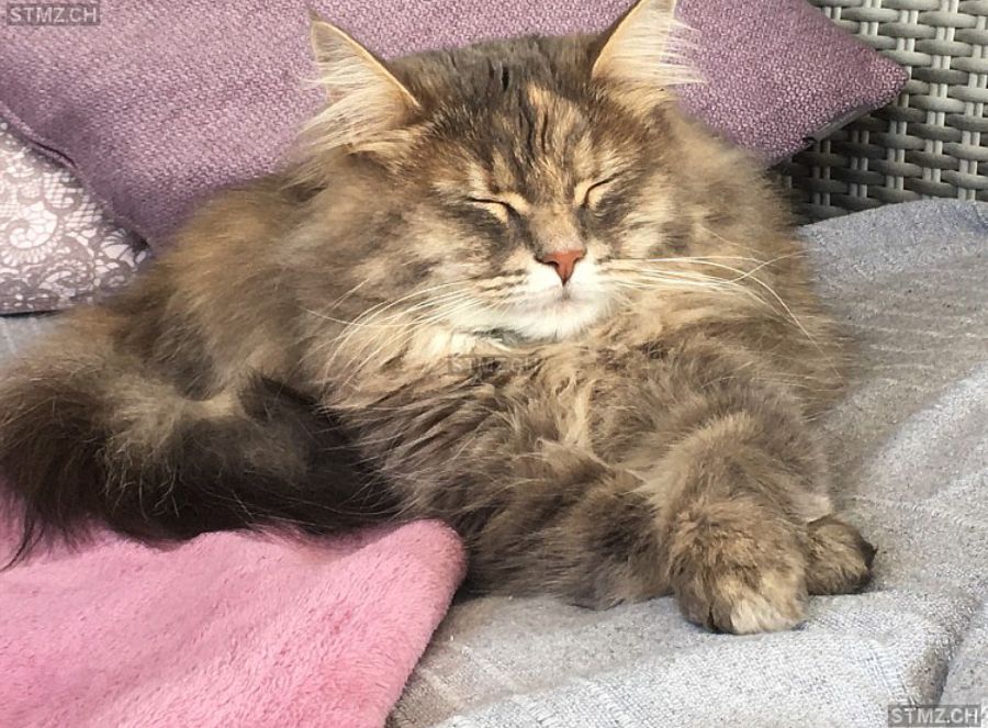 Vermisst: Katze im Raum 8240 Thayngen (SH)