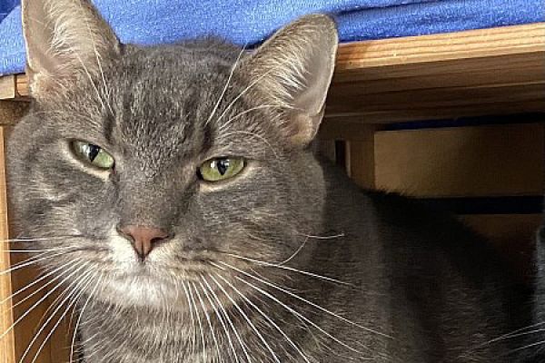 Vermisst: Katze im Raum 8524 Uesslingen (TG)