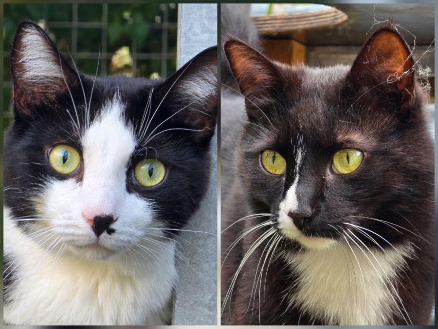 Tila & Juno