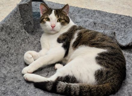Minou