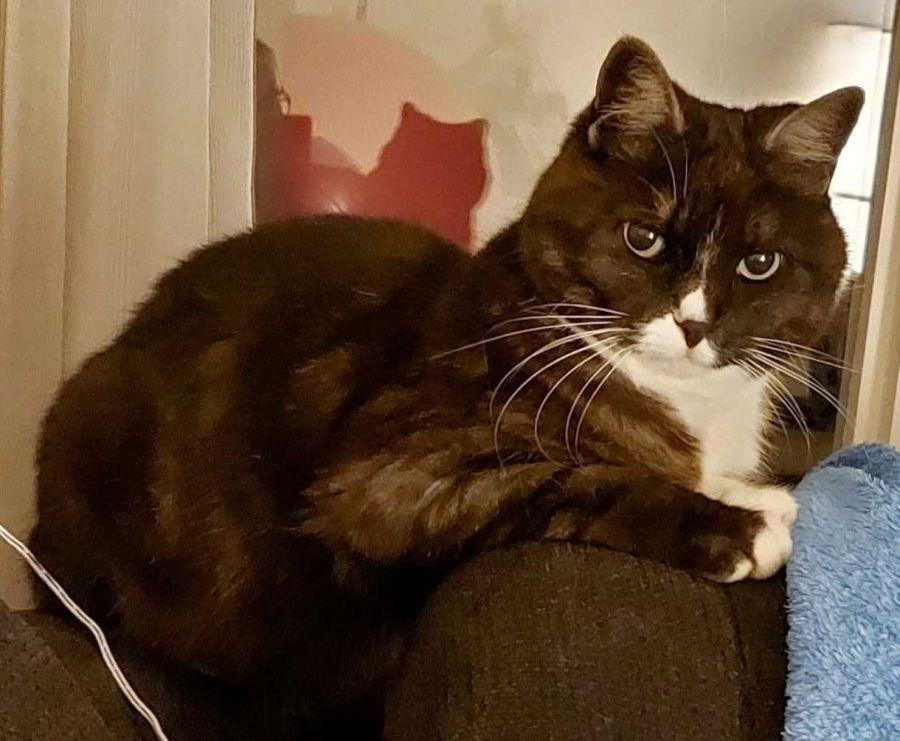 Vermisst: Katze im Raum 79807 Lottstetten (DE)