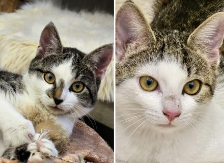 Sidney & Vienna (nur zusammen abzugeben)