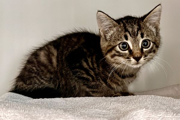 Gefunden: Katze im Raum 8463 Benken (ZH)