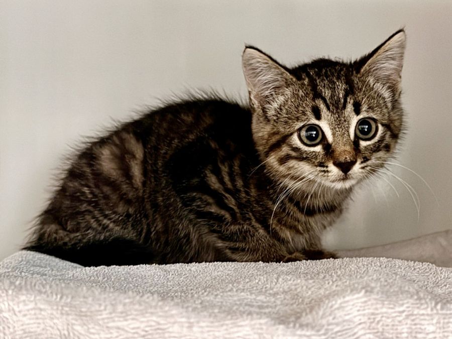 Gefunden: Katze im Raum 8463 Benken (ZH)