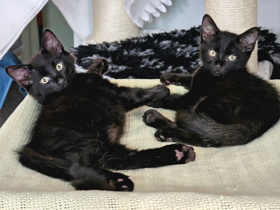 Bodhi & Nova
